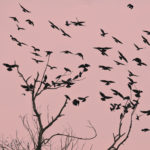 Kaja.Corvus monedula. kaja mot rosa himmel i urkaina