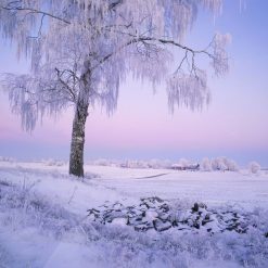 Frostig björk, Betula pendula, i jordbrukslandskap. fjugesta i närke