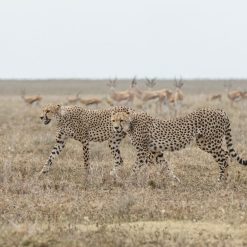 Fotokonst Jens C Hilner The Cheetah, Tanzania